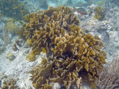 Thin Leaf Lettuce Coral